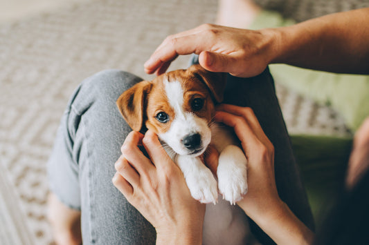 Puppy Planning Essentials: Preparing for Your New Furry Friend