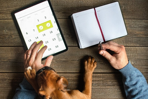 Kickstart the New Year: Creating a Tailored Health Plan for Your Pet