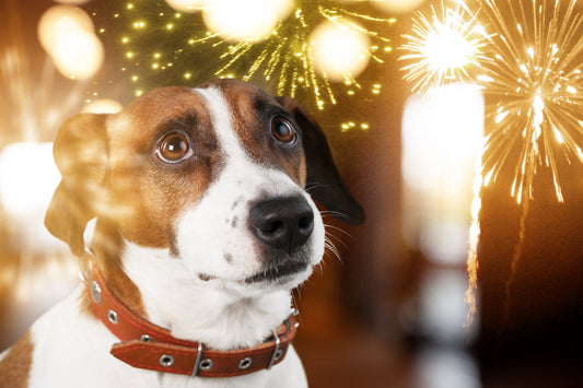 Fireworks and Festivities: Keeping Your Pets Stress-Free